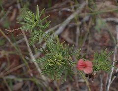 Indigofera verrucosa