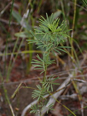 Indigofera verrucosa