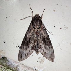 Psilogramma discistriga