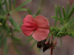 Indigofera verrucosa