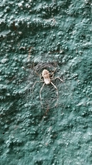 Herennia multipuncta