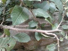 Solanum oblongifolium