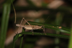 Phricta spinosa