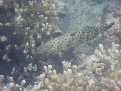 Epinephelus