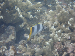 Chaetodon ulietensis
