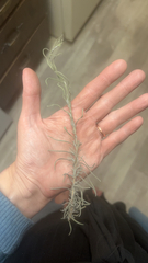 Artemisia filifolia