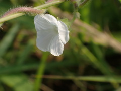 Ipomoea biflora
