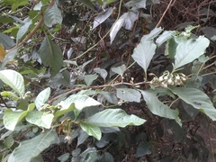 Solanum oblongifolium
