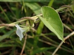 Ipomoea biflora