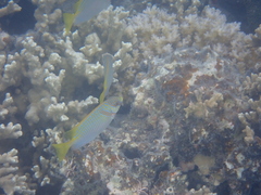 Siganus doliatus