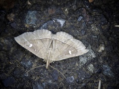 Cidariplura gladiata