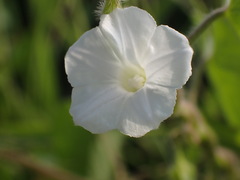 Ipomoea biflora