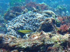 Anampses elegans