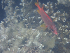 Sargocentron spiniferum