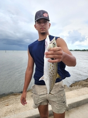 Scomberomorus maculatus