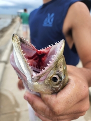 Scomberomorus maculatus