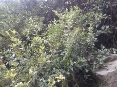 Solanum oblongifolium