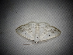 Lomographa temerata