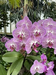 Phalaenopsis