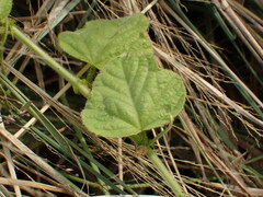 Passiflora vesicaria