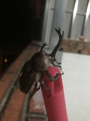 Trypoxylus dichotomus tsunobosonis