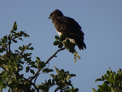 Circaetus pectoralis