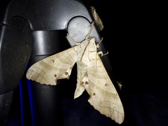 Marumba sperchius sperchius