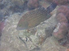 Cheilinus chlorourus