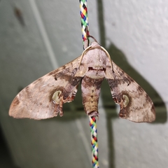 Daphnusa ocellaris