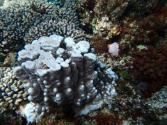Porites heronensis