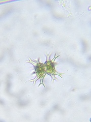 Staurastrum arctiscon