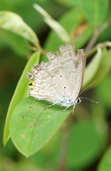 Catochrysops