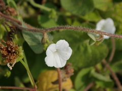 Ipomoea biflora