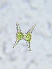 Staurastrum anatinum