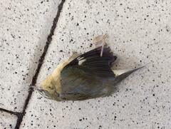 Setophaga caerulescens