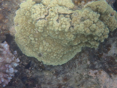 Montipora