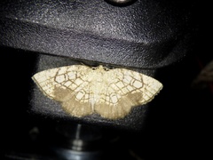 Cabera griseolimbata