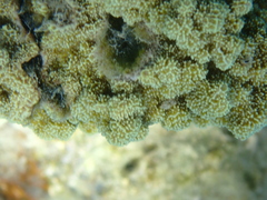 Montipora
