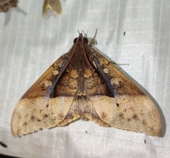 Ischyja manlia