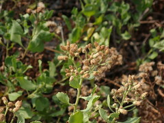 Pluchea indica