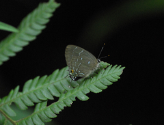 Janthecla janthodonia