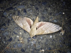 Clanis bilineata tsingtauica