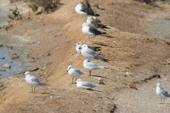 Ichthyaetus audouinii