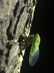 Chremistica ochracea