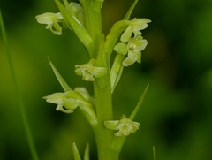 Platanthera flava herbiola