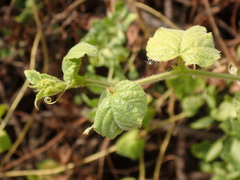 Passiflora vesicaria
