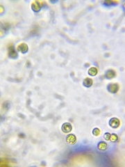 Chlorococcum