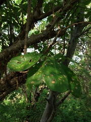 Jatropha sympetala