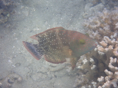 Cheilinus chlorourus