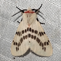 Lemyra ypsilon